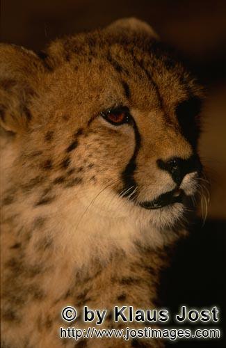 Gepard/Acinonyx jubatus        Junger Gepard zeigt großes Interesse        captive        Der Gepard