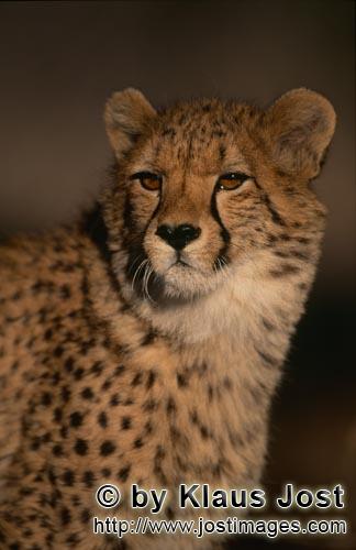 Gepard/Acinonyx jubatus        Junger Gepard         captive        Der Gepard ist in Asien fast 