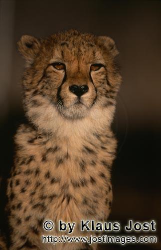 Gepard/Acinonyx jubatus        Imponierendes Gepard Porträt        captive        Der Gepard ist