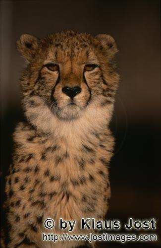 Gepard/Acinonyx jubatus        Schöne elegante Katze Gepard         captive        Der Gepard is