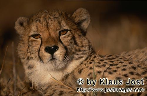 Gepard/Acinonyx jubatus        Gepard - Porträt einer Großkatze        captive        Der Gepard</b