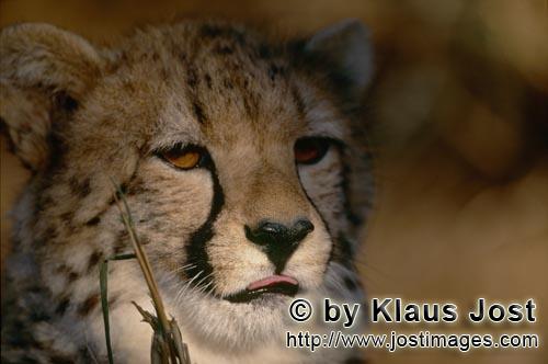 Gepard/Acinonyx jubatus        Gepard - Porträt einer eleganten Raubkatze        captive        Der 