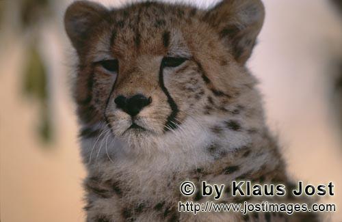 Cheetah/Gepard/Acinonyx jubatus        Gepard Porträt am frühen Morgen        captive        Der Ge