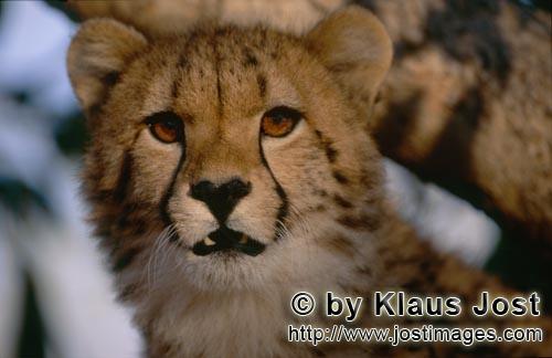 Cheetah/Gepard/Acinonyx jubatus        Grimmig blickender Gepard        captive        Der Gepard