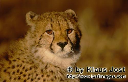 Gepard/Acinonyx jubatus        Gepard im Morgenlicht        captive        Der Gepard ist in Asie