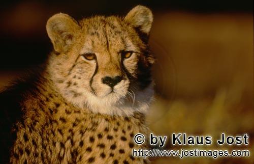 Gepard/Acinonyx jubatus        Leuchtende, bernsteinfarbene Geparden Augen         captive        Der <b
