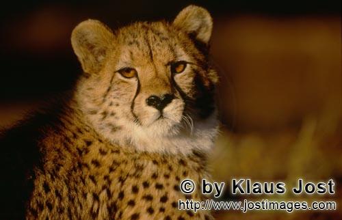 Gepard/Acinonyx jubatus        Bernsteinfarbene Geparden Augen         captive        Der Gepard 