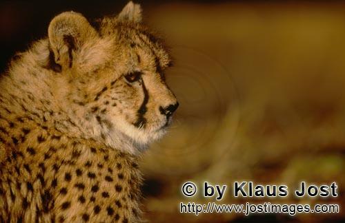 Cheetah/Gepard/Acinonyx jubatus        Gepard im weichen Licht des Morgens         captive        Der <