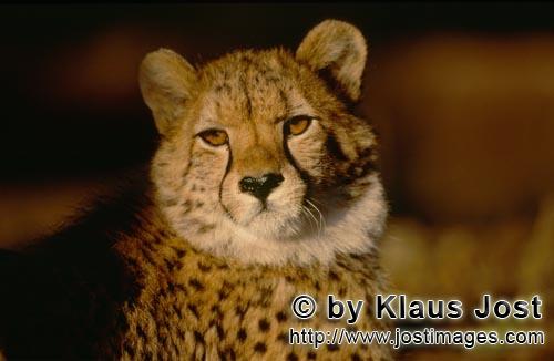 Gepard/Acinonyx jubatus        Gepard - Der Blick der großen Katze        captive        Der Gepard<