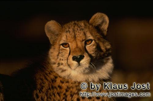 Gepard/Acinonyx jubatus        Aufmerksam schauender Gepard         captive        Der Gepard ist