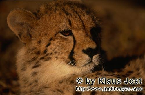 Gepard/Acinonyx jubatus        Imposante Raubkatze Gepard         captive        Der Gepard ist 