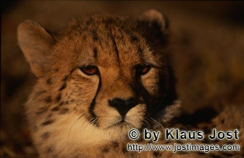 Gepard/Acinonyx jubatus        Ausdrucksvoller Geparden Blick         captive        Der Gepard i