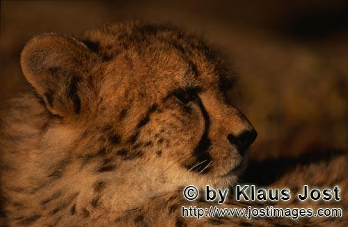 Gepard/Acinonyx jubatus        Porträt junger Gepard         captive        Der Gepard ist in As