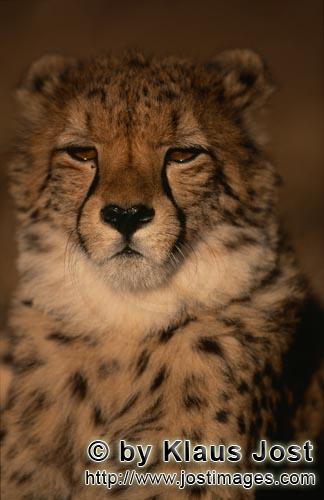 Gepard/Acinonyx jubatus        Großkatze Gepard        Der Gepard ist in Asien fast ausgerot