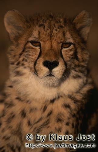 Gepard/Acinonyx jubatus        Eindruckvolles Porträt junger Gepard         Der Gepard ist i