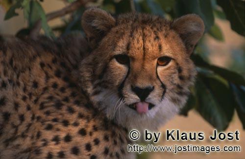 Gepard/Acinonyx jubatus        Junger Gepard zeigt die Zunge         captive        Der Gepard is