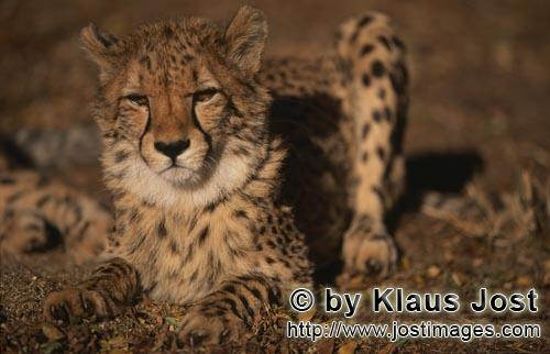 Gepard/Acinonyx jubatus        Brummig dreinschauender Gepard         captive        Der Gepard i