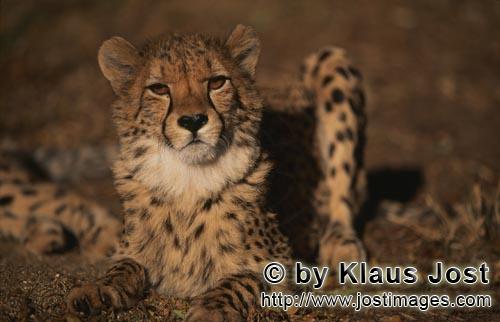 Gepard/Acinonyx jubatus        Grimmig schauender Gepard         Der Gepard ist in Asien fast