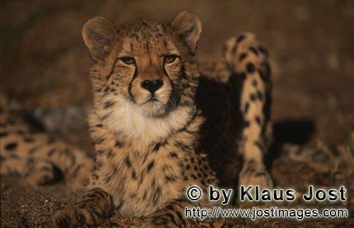 Gepard/Acinonyx jubatus        Selbstbewußter Gepard        captive        Der Gepard ist in Asi