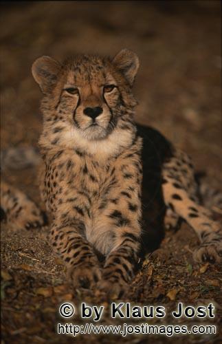 Gepard/Acinonyx jubatus        Mürrisch blickender Gepard        captive        Der Gepard ist i