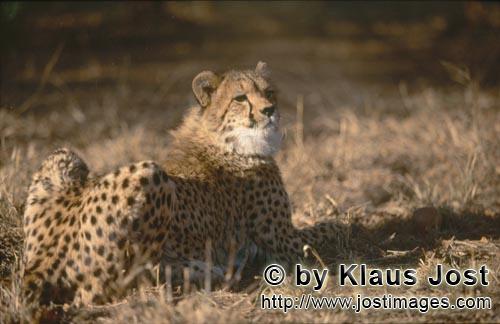 Gepard/Acinonyx jubatus        Ruhender Gepard         captive        Der Gepard ist in Asien fas