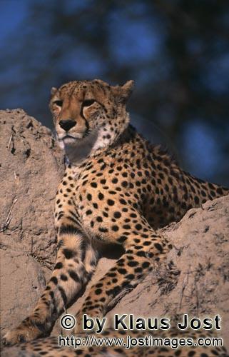 Gepard/Acinonyx jubatus        Gepard hält Ausschau von einem Termitenhügel         captive        Der