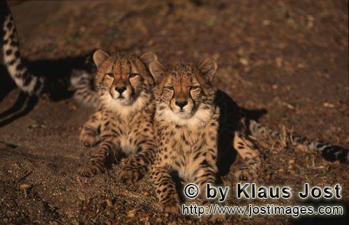 Gepard/Acinonyx jubatus        Zwei Geparden Prachtexemplare          captive        Der Gepard i
