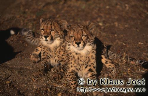 Cheetah/Gepard/Acinonyx jubatus        Zwei müde junge Geparde         captive        Der Gepard