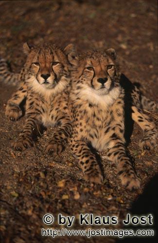 Cheetah/Gepard/Acinonyx jubatus        Zwei junge Bilderbuch Geparde         captive        Der Gepar