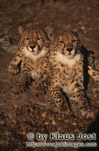 Cheetah/Gepard/Acinonyx jubatus        Die beiden Geparde begeistern jeden Katzenfreund         capt