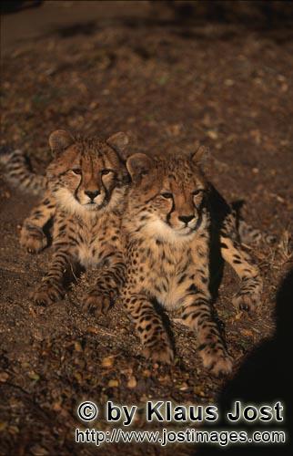 Gepard/Acinonyx jubatus        Zwei faszinierende junge Geparde        Der Gepard ist in Asie