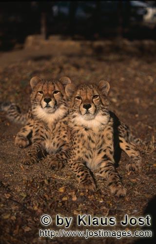 Gepard/Acinonyx jubatus        Zwei ausgesprochen eindrucksvolle junge Geparde        captive        Der