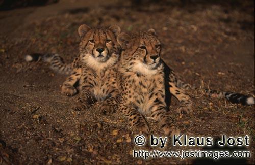 Gepard/Acinonyx jubatus        Elegant und fotogen: Zwei junge Geparde         captive        Der Gep