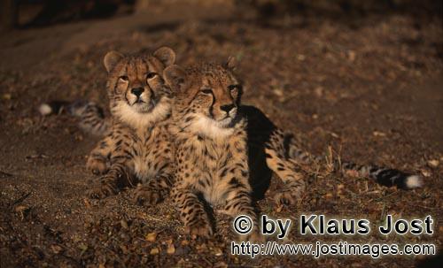 Gepard/Acinonyx jubatus        Zwei junge Geparde ruhen sich aus        Der Gepard ist in Asi
