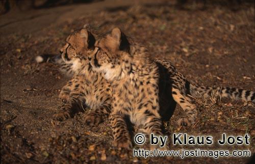 Gepard/Acinonyx jubatus        Zwei hochkonzentrierte junge Geparde         captive        Der Gepard