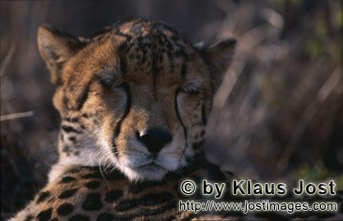 Königsgepard/Acinonyx jubatus        Schlafender Königsgepard         Captive        Der Gepard</b