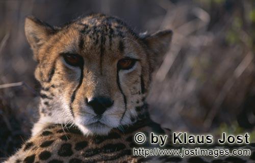 Königsgepard/Acinonyx jubatus jubatus        Erstaunt blickender Königsgepard         Captive        