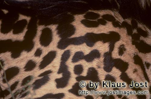 Königsgepard/Acinonyx jubatus jubatus        Königsgepardfell         Captive        Der Gepard