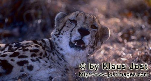Königsgepard/Acinonyx jubatus jubatus        Königsgepard schaut auf        Captive        Der Gepa
