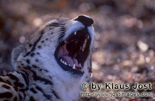 Königsgepard/Acinonyx jubatus jubatus        Königsgepard Rachen         Captive        Der Gepard<
