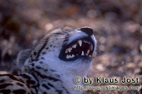 Königsgepard/Acinonyx jubatus jubatus        Königsgepard Zähne         Captive        Der Gepard<