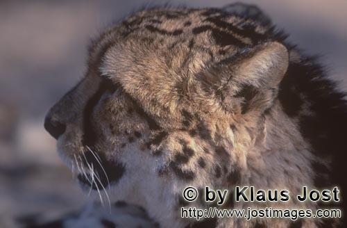 Königsgepard/Acinonyx jubatus jubatus        Königsgepard schaut in die Ferne        Captive        De