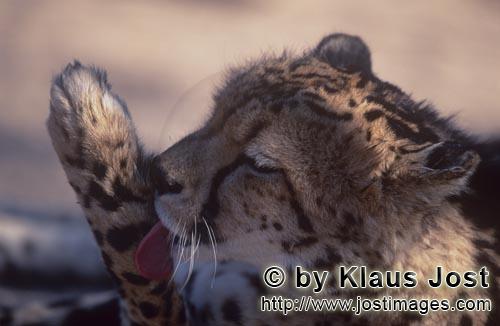 Königsgepard/Acinonyx jubatus jubatus        Koenigsgepard leckt seine Pfote        Captive        Der 