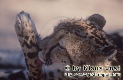 Königsgepard/Acinonyx jubatus jubatus        Königsgepard leckt seine Pfote        Captive        Der 