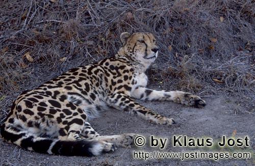 Königsgepard/Acinonyx jubatus jubatus        Ruhender Königsgepard        Captive        Der Gepard