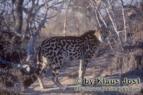 Königsgepard/Acinonyx jubatus jubatus        Königsgepard schaut sich prüfend um         Captive  