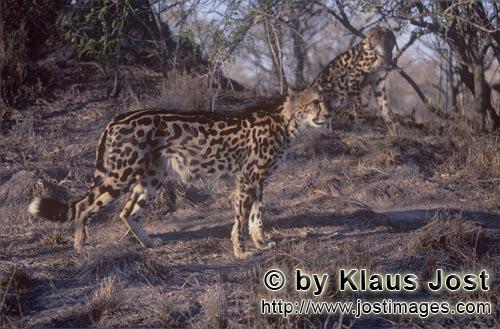 Königsgepard/Acinonyx jubatus jubatus        Zwei Königsgeparde        Captive        Der Gepard</b