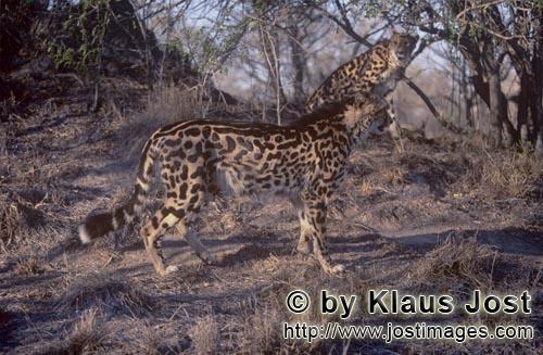Königsgepard/Acinonyx jubatus jubatus        Zwei Königsgeparde im trockenen Busch          Captiv