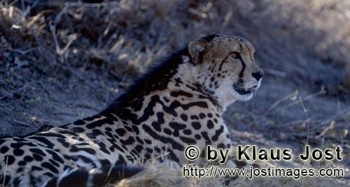Königsgepard/Acinonyx jubatus jubatus        Königsgepard        Captive        Der Gepard ist 