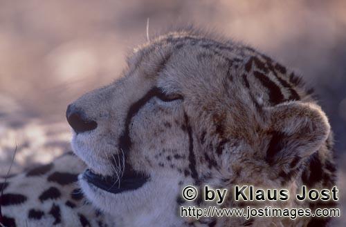 Königsgepard/Acinonyx jubatus jubatus        Müder Königsgepard        Captive        Der Gepard</